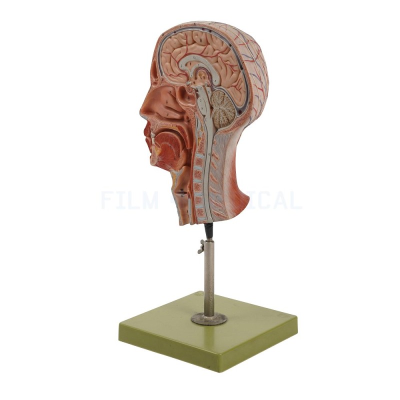Head and Brain Model